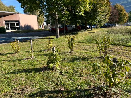 Réintroduction de la biodiversité dans un site industriel